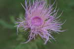 Field thistle